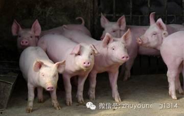 养猪导演爆料视频播放下载 第2张 养猪导演爆料视频播放下载 第2张